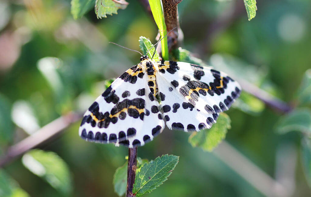 Бабочка Крыжовниковая пяденица