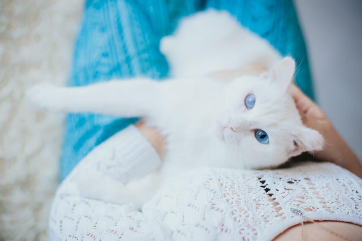 Фото: https://vk.com/priyut_tomasina