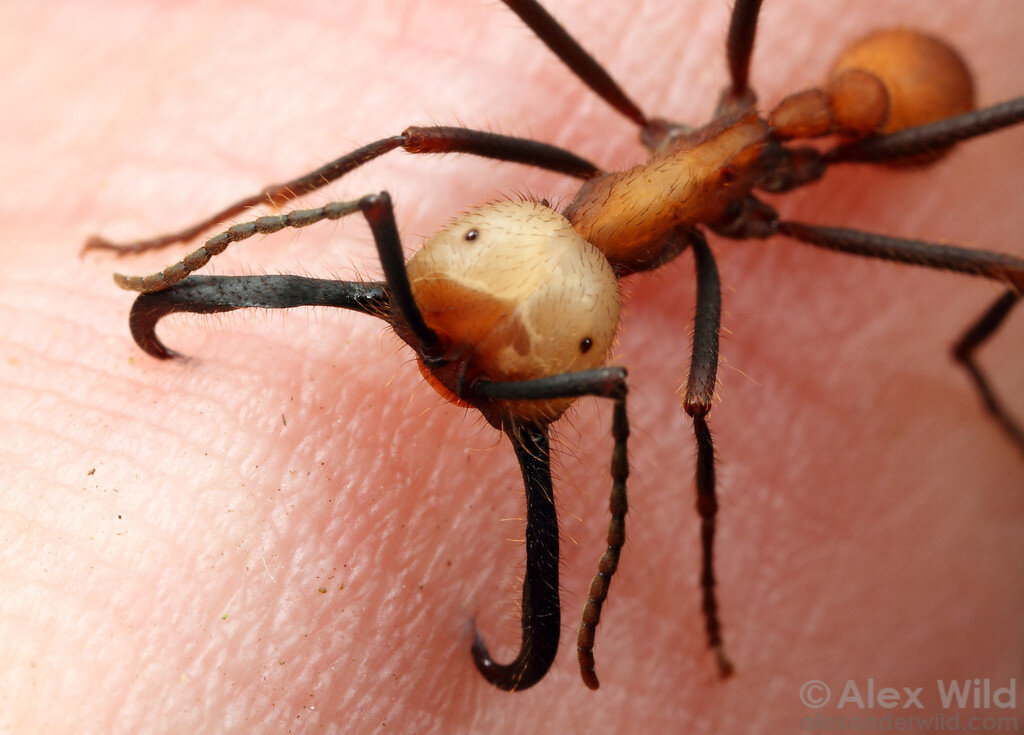 Их укус может вызвать сильнейшую боль, аллергическую реакцию и сатану