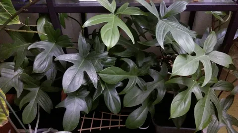 Филодендрон узкодольчатый