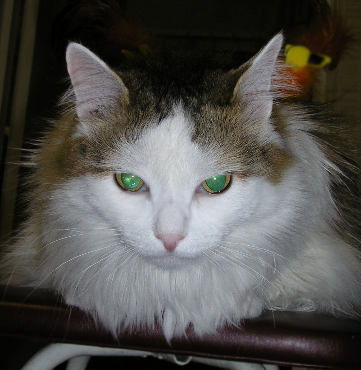 Кот на страже....