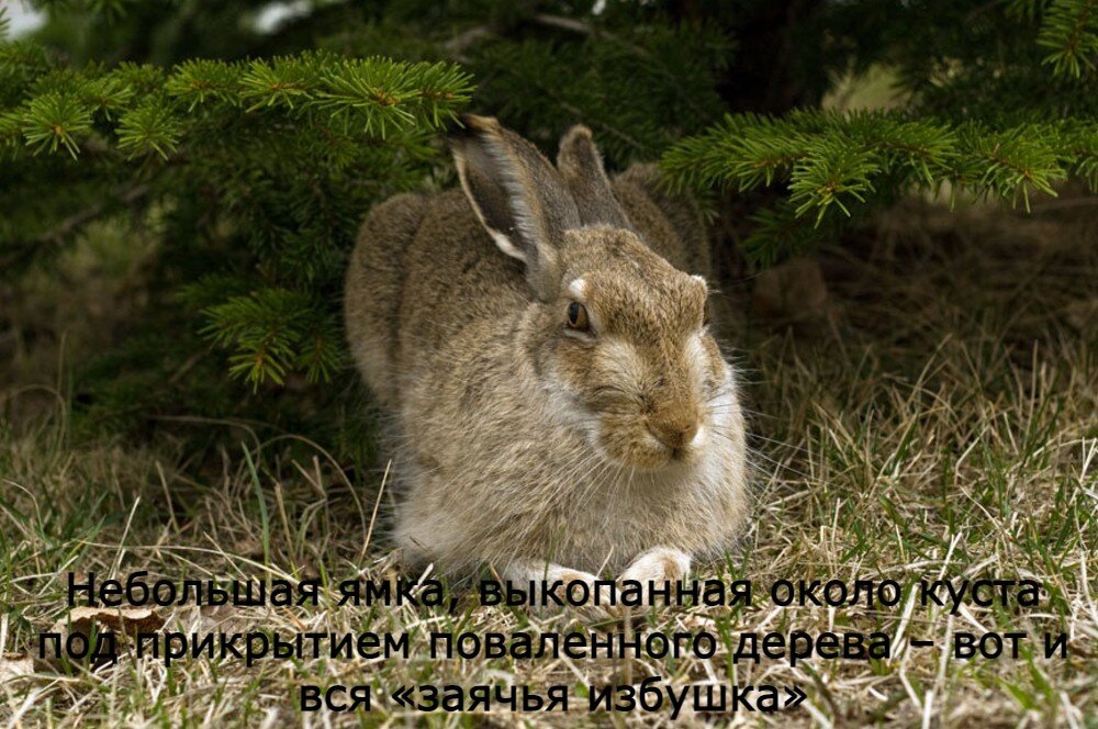 И под каждым под кустом...