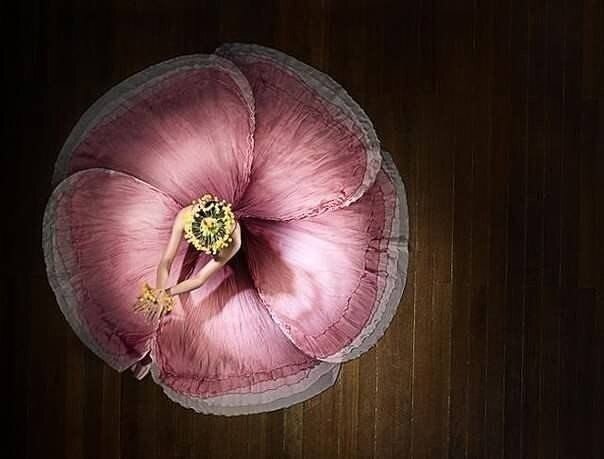 Анютины глазки