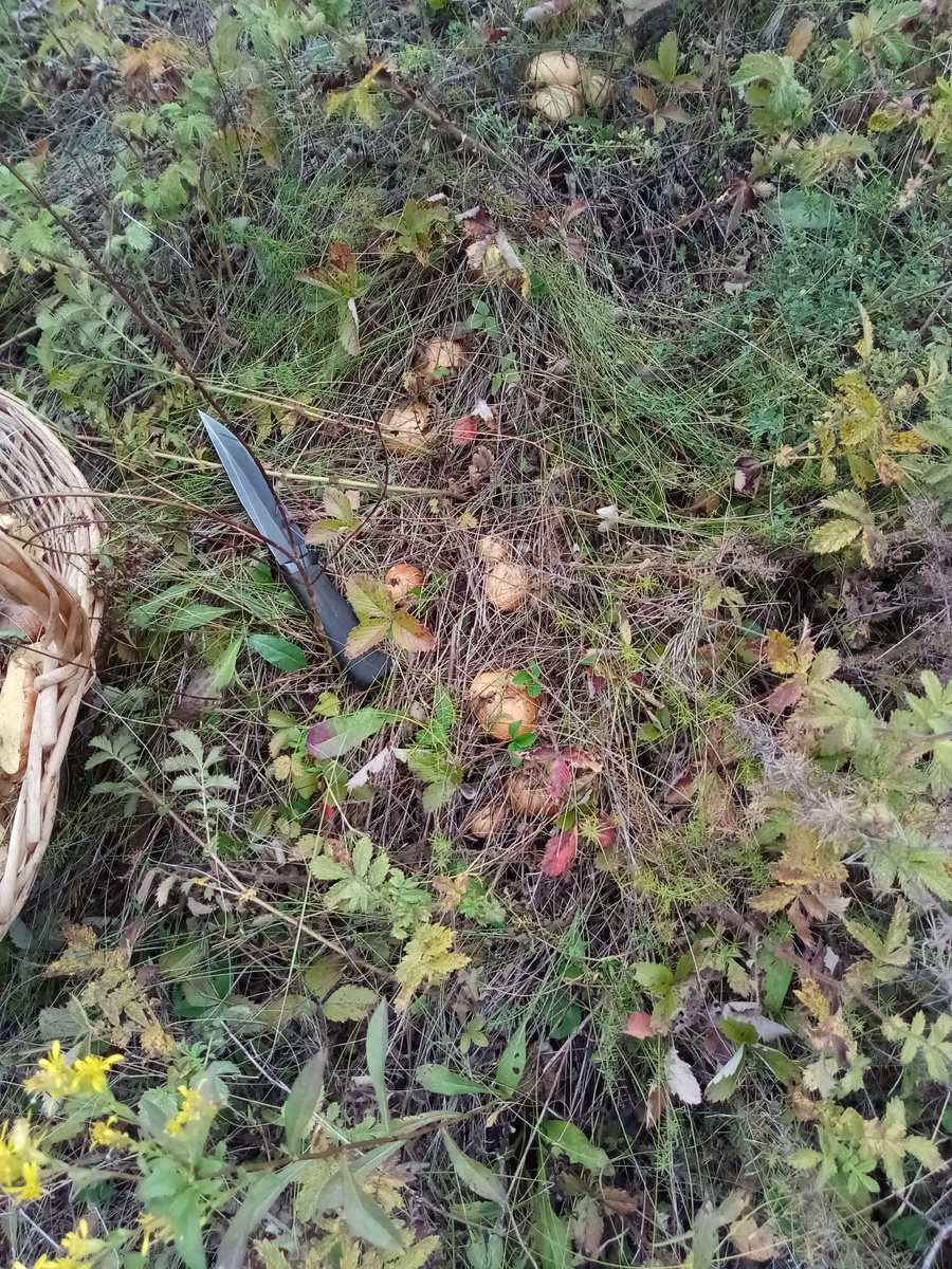 Это маслята. Грибное место.