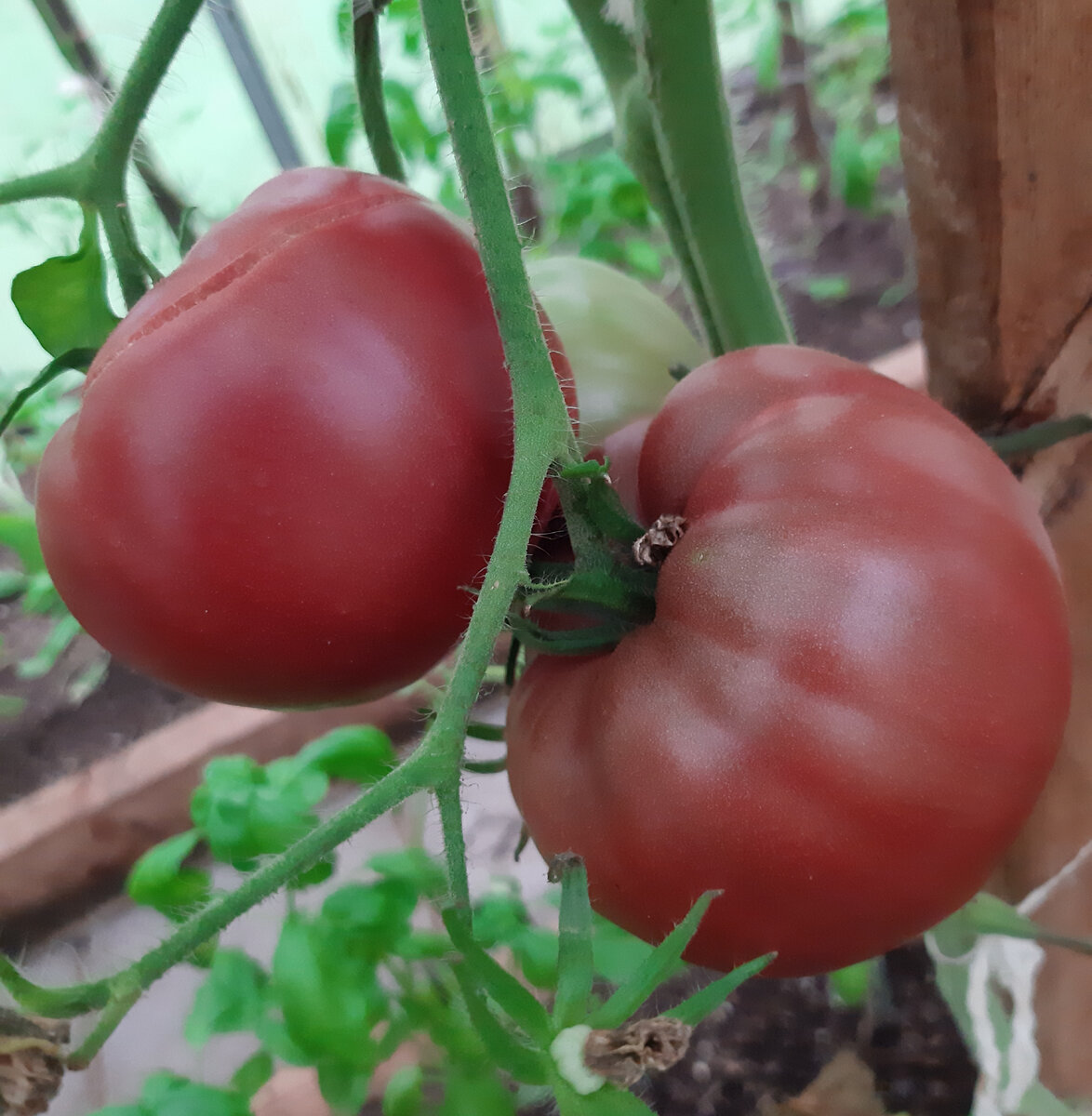 Семена томатов для открытого грунта — Лучшие сорта!