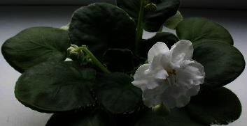 Правила выращивания и ухода