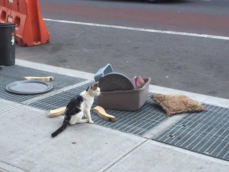 На улице. Источник фото: https://www.heartsofpets.com/cat-abandoned/