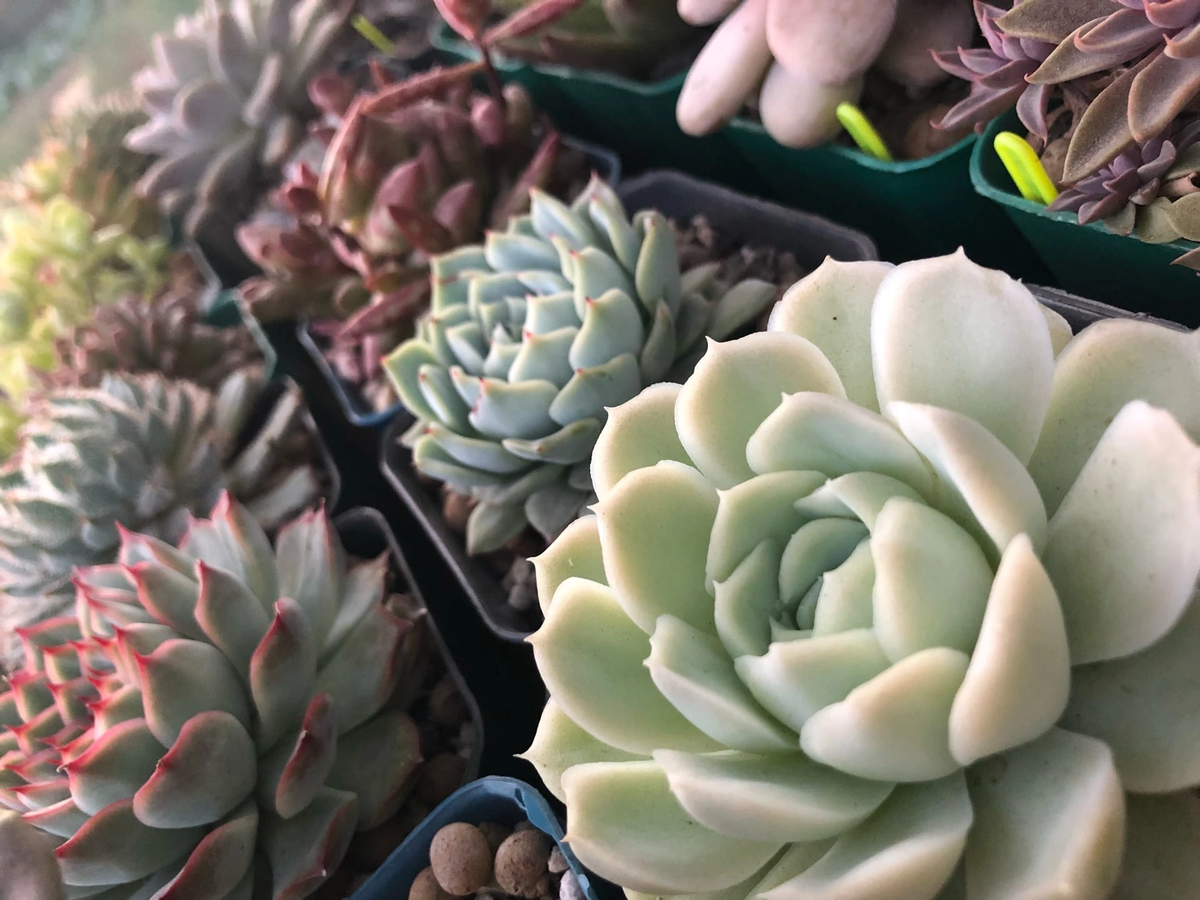 «Суккуленты» 2020 год…