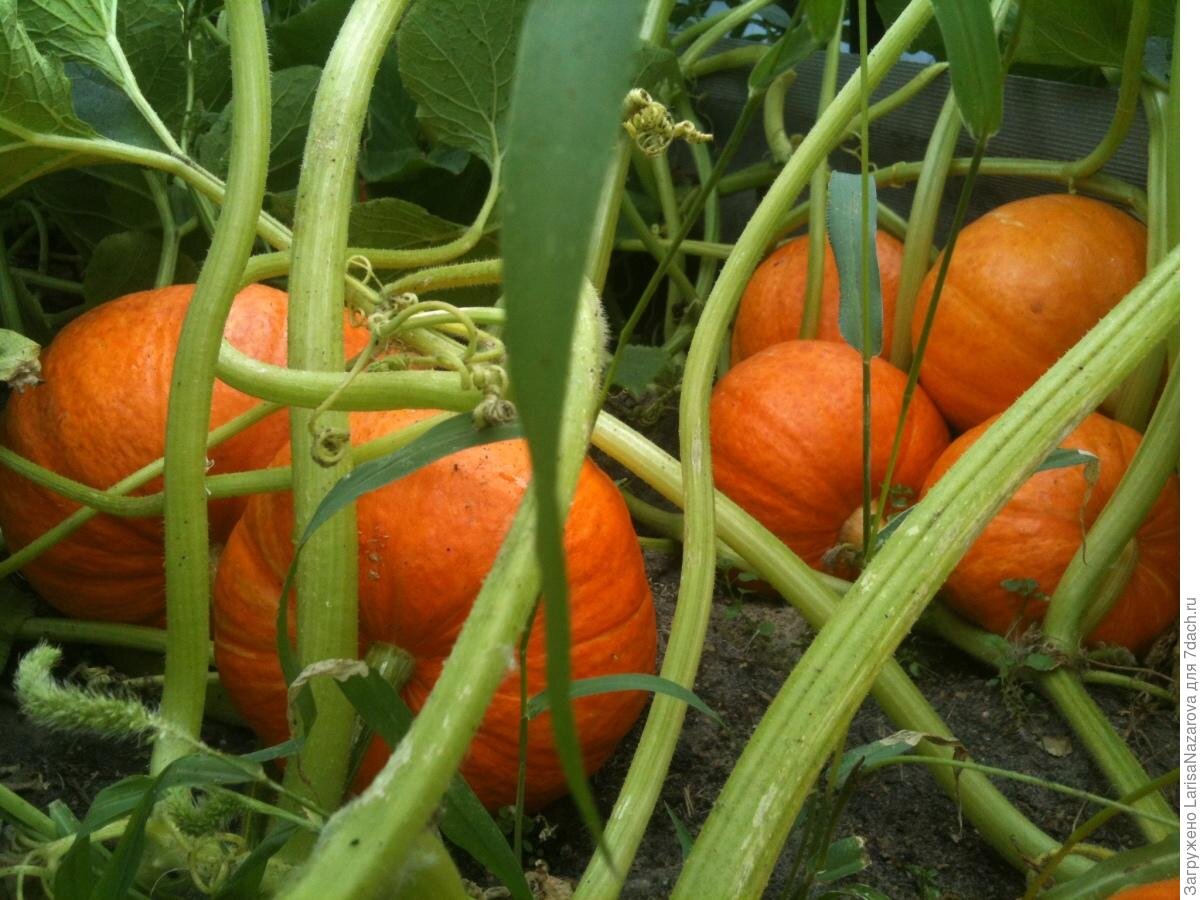 Советы любителям тыквы 🎃 | Огород Без Хлопот | Дзен