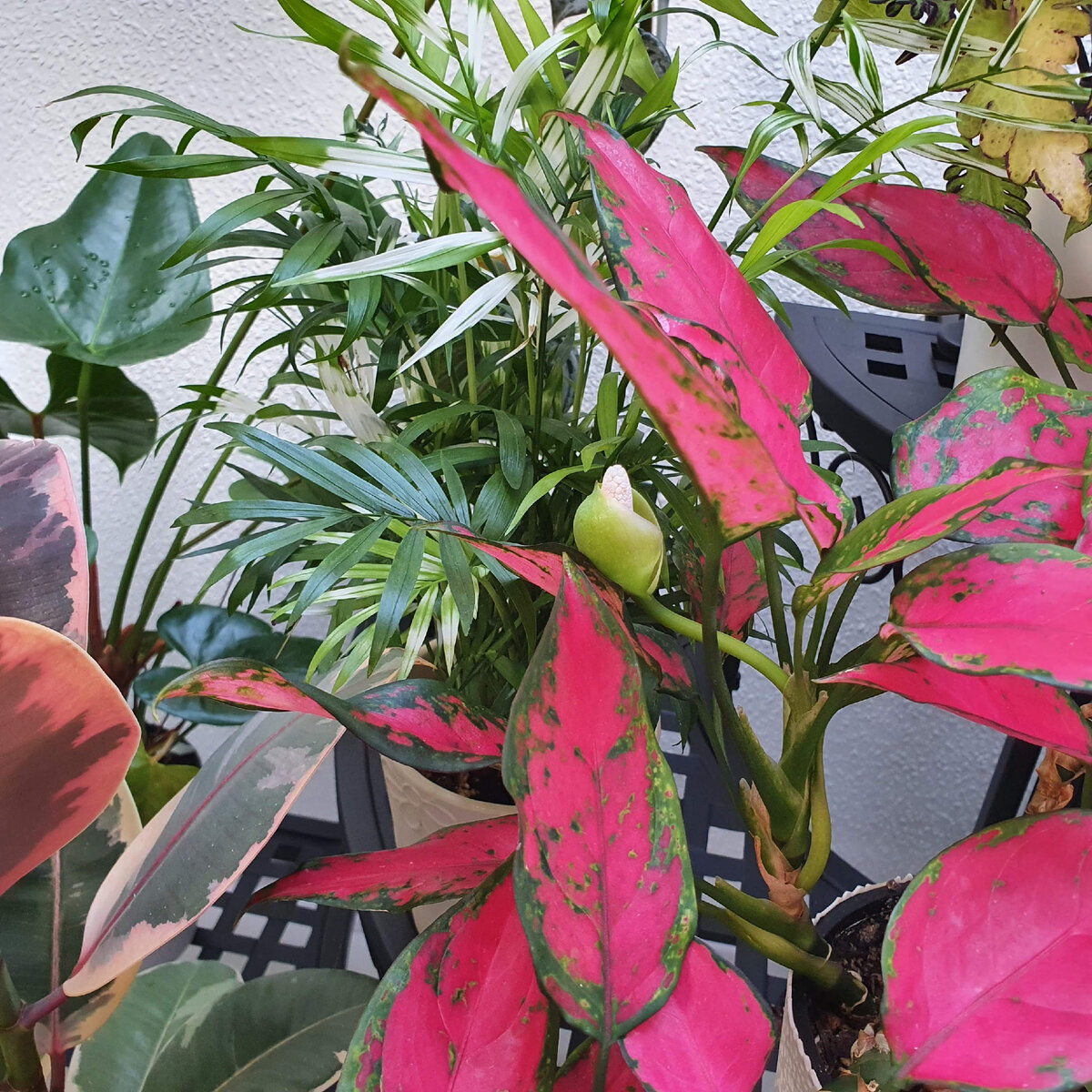 Аглаонема Red Elephant