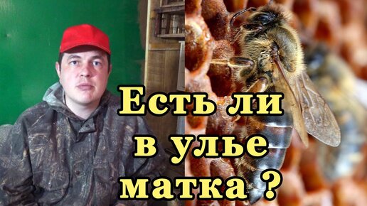 Как узнать есть ли матка в улье. Пчелиная семья без матки