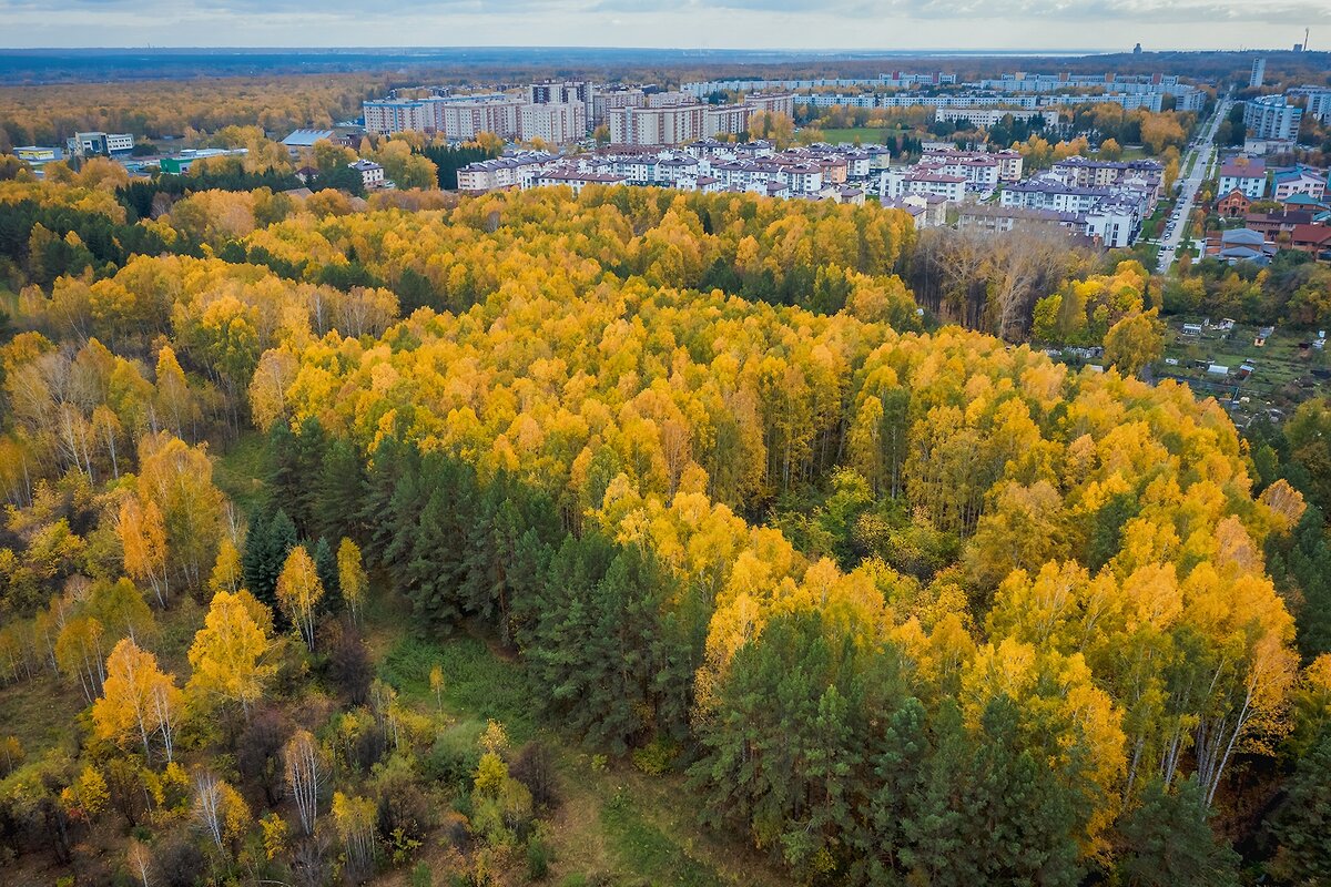 Где находится красота. Парк имени Синягина Краснообск. Краснообск, лес Синягина Краснообск. Краснообск дендропарк Синягина. Парк Академика Синягина Новосибирск.