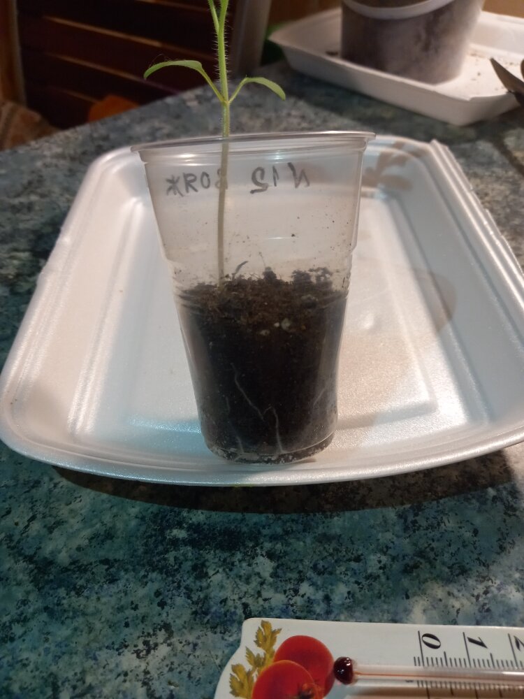 на фото хорошо видно, как тоненькие, белые корни начиная заполнять весь стаканчик