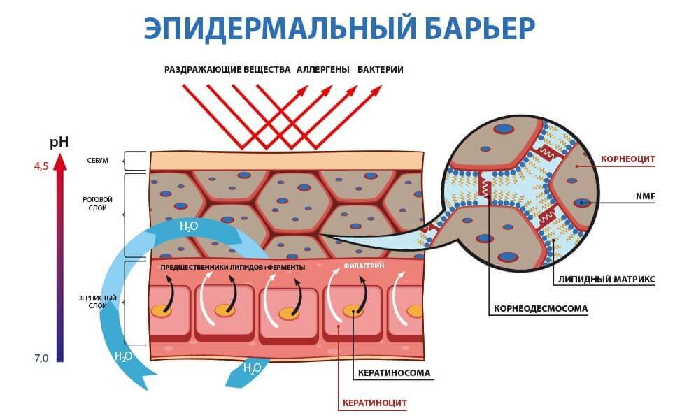 Восстановление барьера кожи. Сарколемма мышечного волокна образована. Сарколемма мышечного волокна это. Сарколемма мышцы. Сарколемма строение.