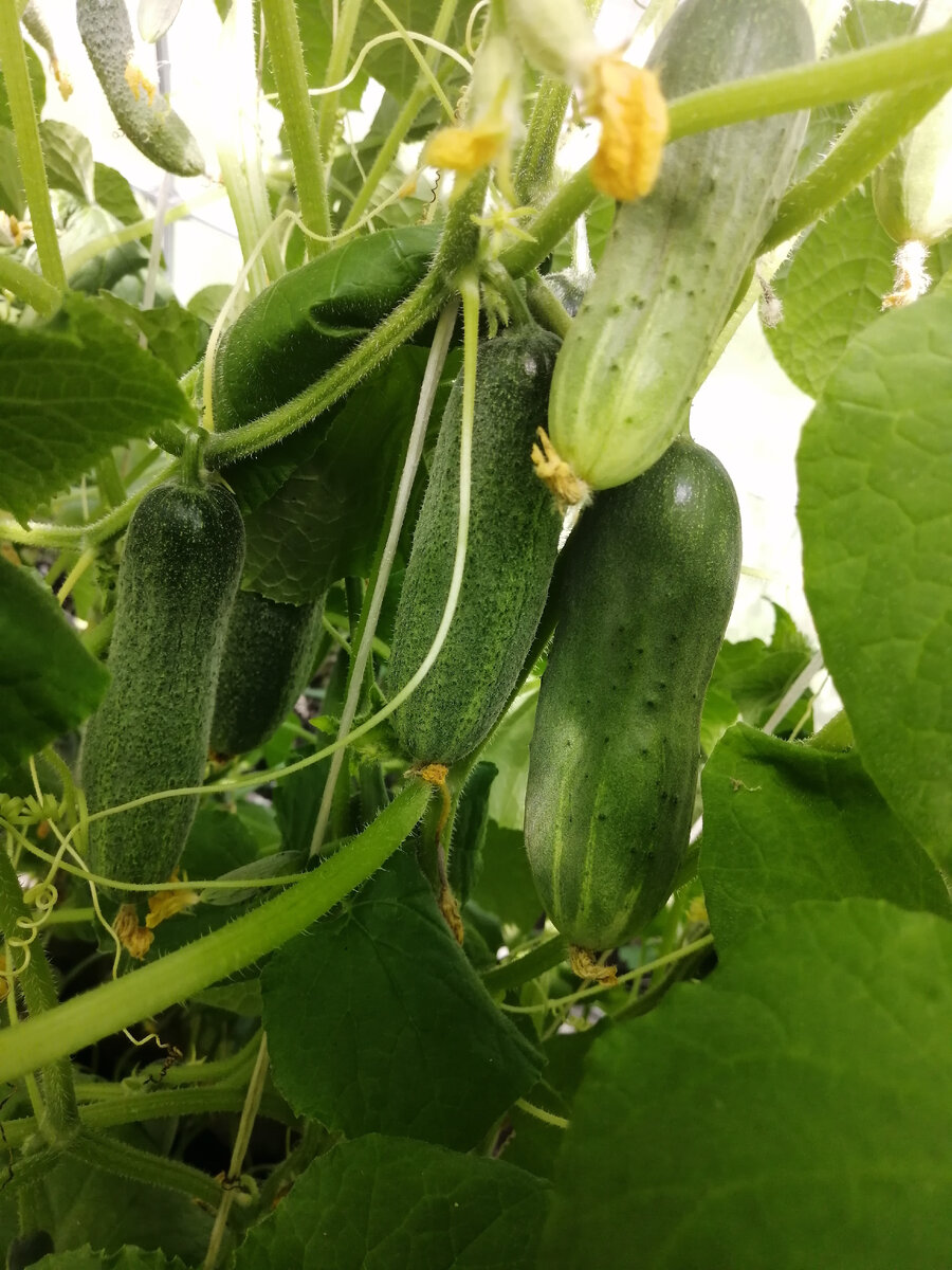 Огурцы в теплице продолжают своё плодоношение. 