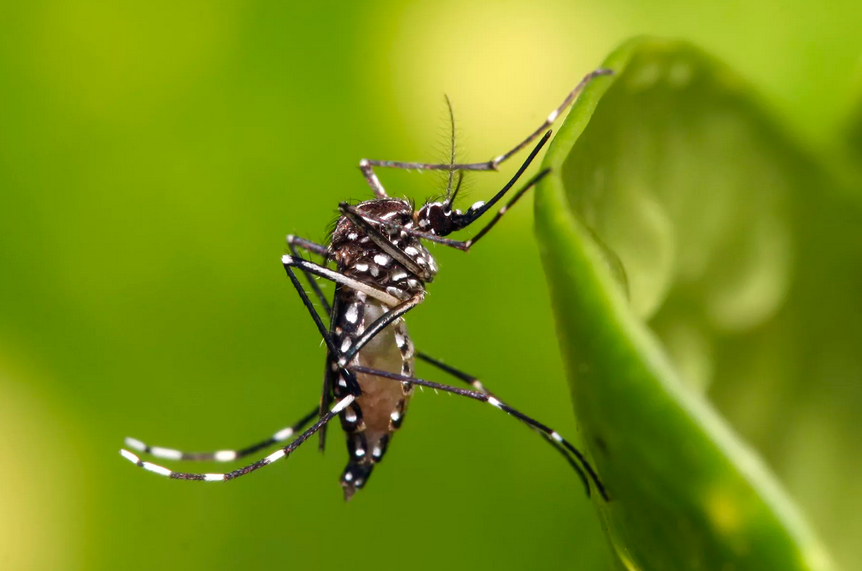 На фото: переносчиками вируса Зика являются комары рода Aedes, в основном вида Aedes aegypti, обитающих в тропических регионах. Иллюстрация: commons.wikimedia.org