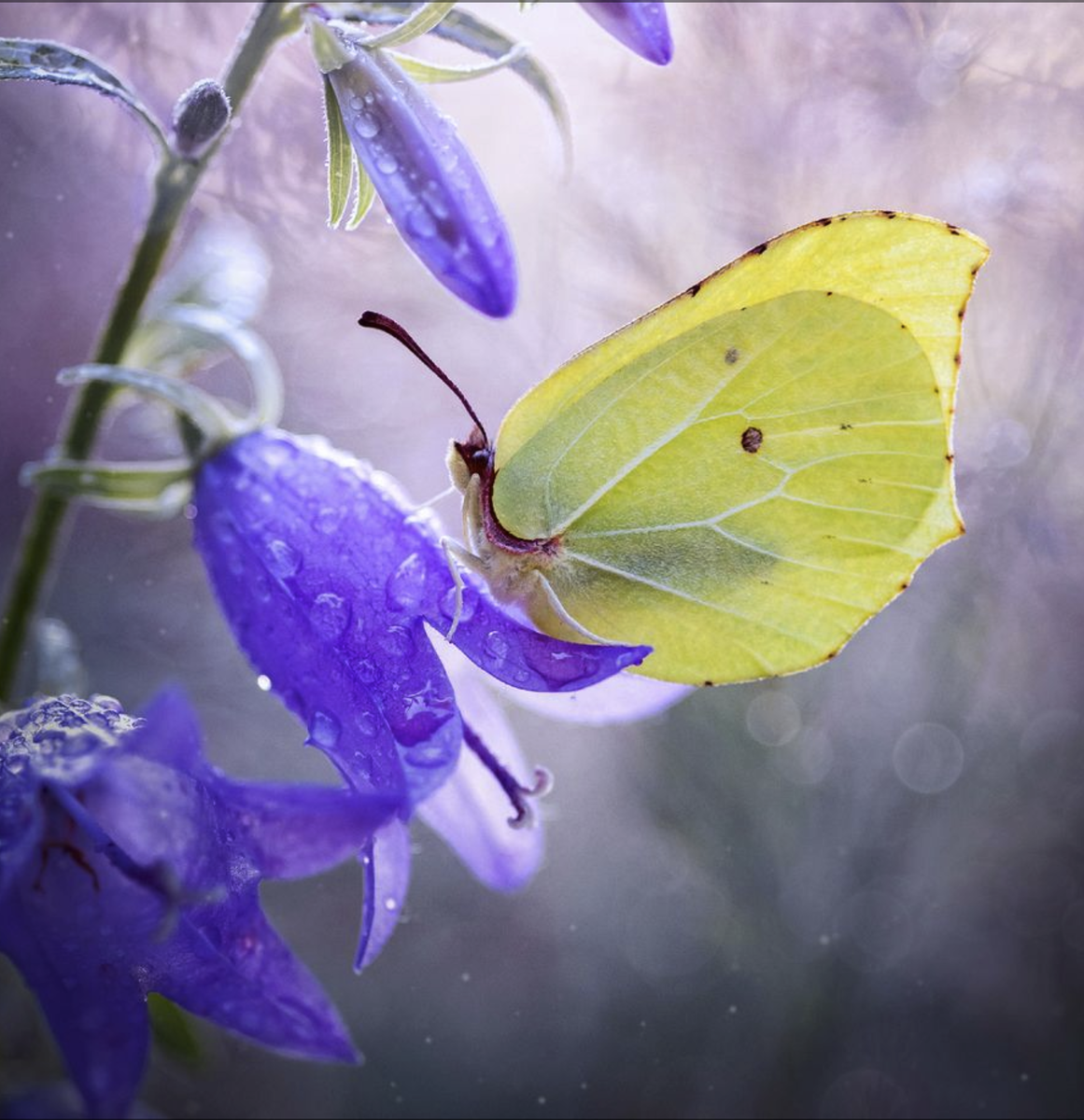 Автор J.V.S, Россия. Фото www.35awards.com