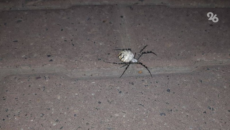 Free photo: Black Spider - Animal, Black, Insect - Free Download - Jooinn