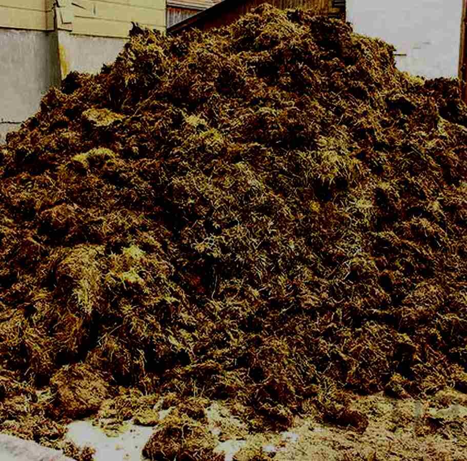 что-то подобное и спасло ему жизнь