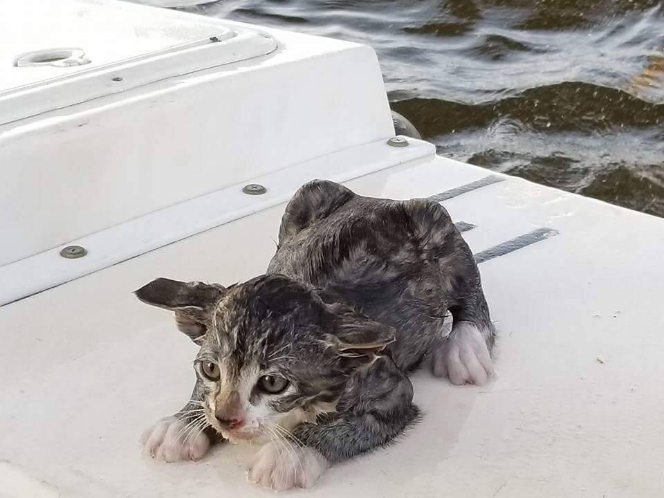 Речные котики. Котенок тонет. Котенок упал в воду.