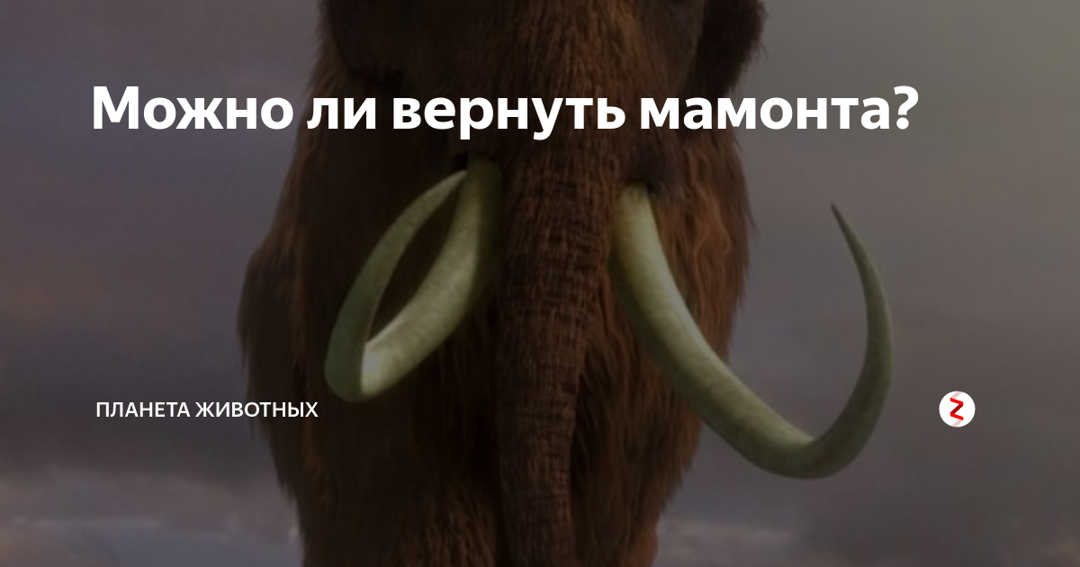 Заскамили мамонта что значит. Прикольный мамонт. Заскамила мамонта. Приколы про Мамонтов. Мамонт мемы