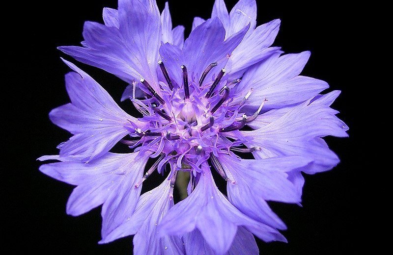 Лепестки василька могут быть не только синего, но и сине-фиолетового цвета