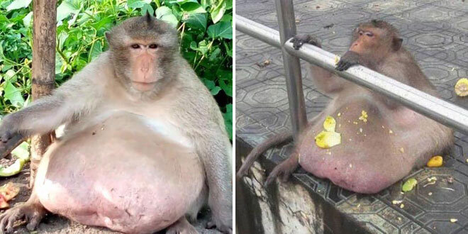 Самая толстая макака исчезла из специального центра для похудения животных
