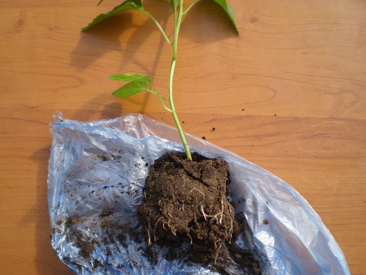 При выращивании перца в пеленках корни не повреждаются во время высадки в лунку