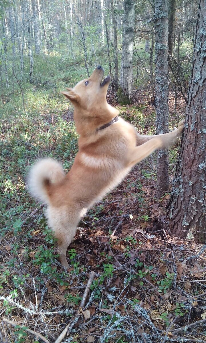 Карело-финская лайка лает на белку. Фото Олега Редькина