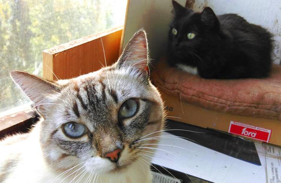 - Чего она всегда превалирует меня своим распущенным интеллектом?