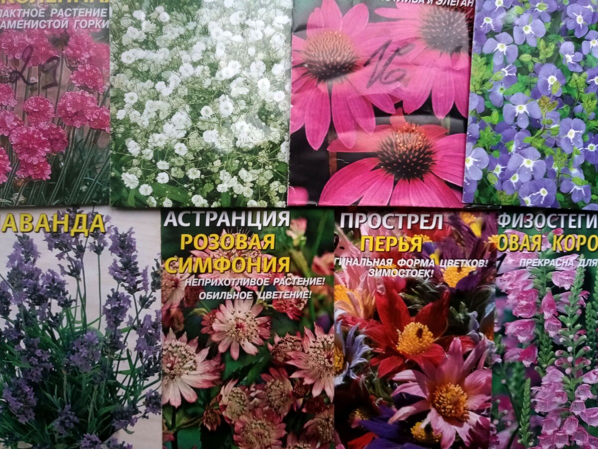 Семена многолетних цветов каталог