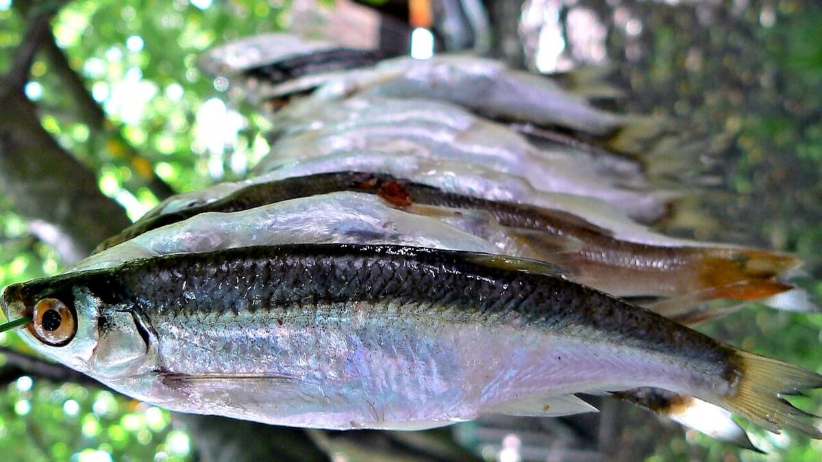 Вяленая уклейка