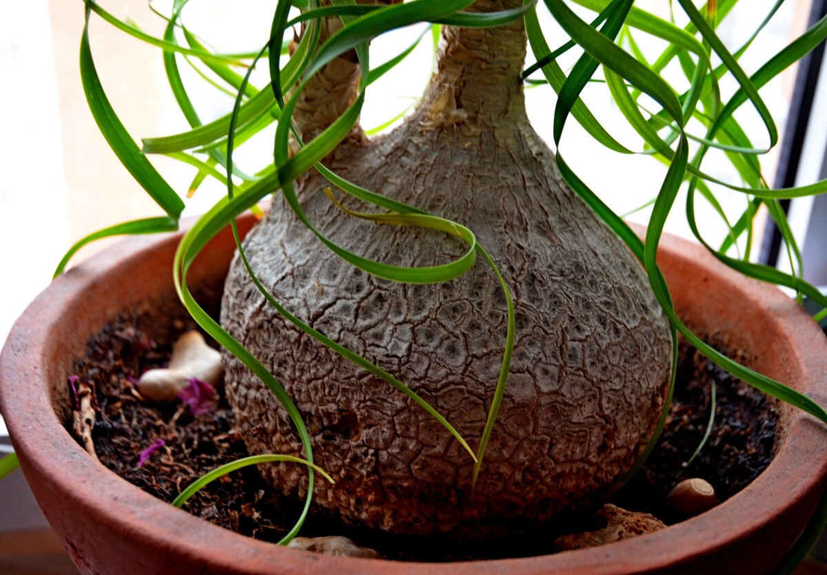  Вопрос странный? Точно за тем же, что и другие комнатные растения! Любите что-то оригинальное и при этом предпочитаете поливать своих зелёных питомцев как можно реже?