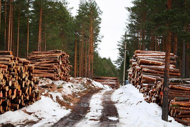  
Лесные аукционы в Хакасии пополнили республиканскую казну на 9 млн рублей. По сообщению Рослесхоза, аукцион на право заключения договора купли-продажи лесных насаждений для малого и среднего предпринимательства состоялся в Минприроды Хакасии.

Трудные лесосеки, или Почему спикер Штыгашев изменяет Таштыпскому району

По итогам торгов заключены договоры купли-продажи лесных насаждений с юридическими лицами, главами крестьянско-фермерского хозяйства и индивидуальными предпринимателями. Они будут вести рубку на территории Абазинского, Бейского, Саралинского, Саяногорского, Горячегорского лесничеств. Общий объем заготовки по шести лесосекам составляет около 12 тысяч кубометров древесины. В результате этих торгов в бюджетную систему поступило 3,4 миллиона рублей.

Жители Хакасии дважды перегораживали дорогу тяжелой технике, чтобы не пустить ее к месту вырубок

    «Проведение аукционов для малого и среднего бизнеса – точка роста для развития лесопромышленного комплекса в республике. Рациональное лесопользование не только способствует экономическому развитию региона, но и имеет экологическую целесообразность. Под лесосеки выделяются участки спелых и перестойных насаждений, которые могут стать потенциальным источником болезней, очагов насекомых-вредителей и причиной лесных пожаров», — сообщил исполняющий обязанности министра природных ресурсов и экологии Хакасии Егор Каракатов.

В нынешнем году работа по привлечению лесозаготовителей в Хакасии усилена. Увеличились и поступления в бюджет: если в 2017 году республиканская казна получила от лесных аукционов около 5 миллионов, то в 2018 году — более 9 миллионов рублей. На лесосеках после рубок обязательно создаются новые леса. Ежегодные объемы восстановления лесов в Хакасии почти вдвое превышают объемы вырубок.

whatwood
