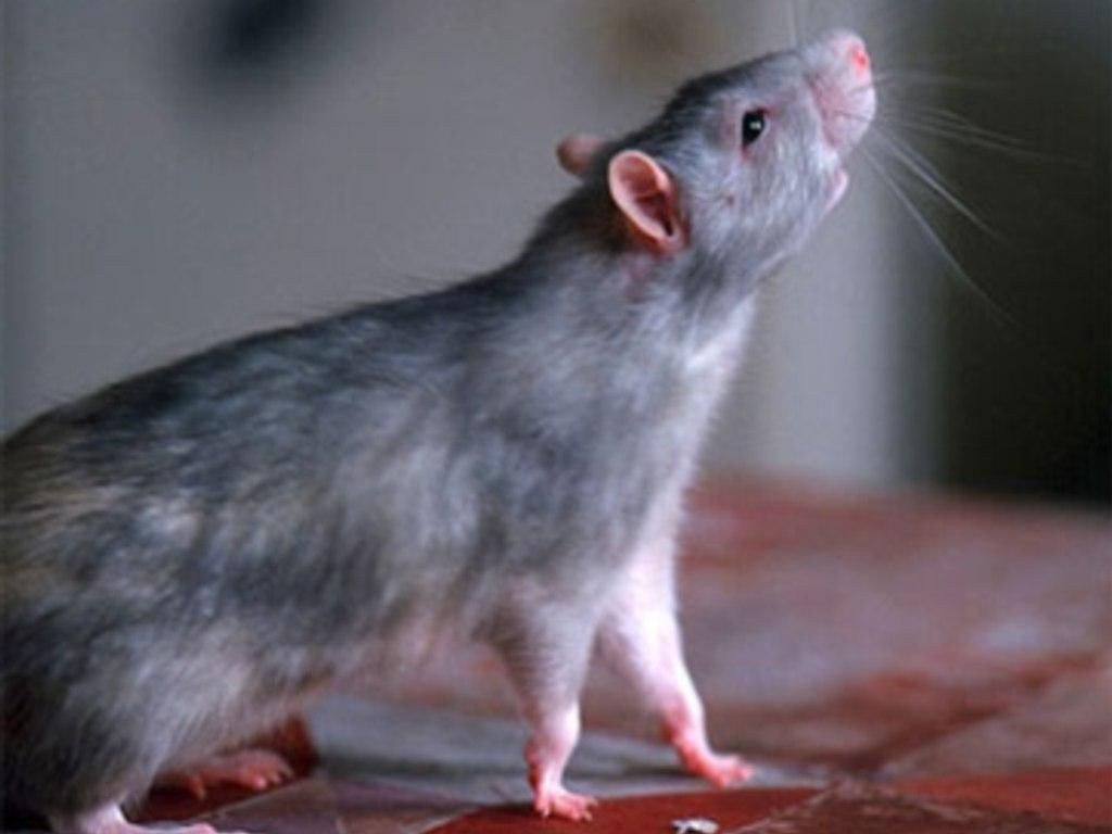 10 место: Крысы
