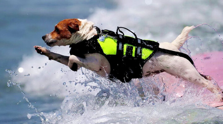 Породы собак-спасателей