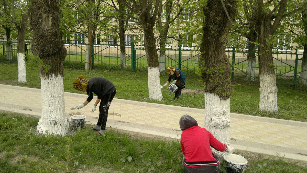 Побелка деревьев. Побелка деревьев в городе. Крашенное дерево. Побеленные деревья. Бели человек