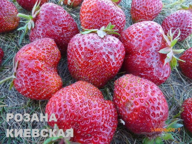 РОЗАНА КИЕВСКАЯ -суперранний сорт земляники
Есть у этого сорта одна особенность, которой не замечено на других: она умудряется уходить от весенних возвратных заморозков. Поэтому и начинает поспевать первой, когда у других, пораженных утренним понижением температуры сортов сердечки цветов черные- а это значит  первые. самые крупные ягоды уже потеряны и придется ждать следующей волны. Очень вкусные сами по себе, они еще добавляют вкуса потому что самые самые первые. Их вес достигает 35-40г, далее уже мельче, но от этого не менее хороши- я вообще предпочитаю ягоду на один укус- положил в рот - и наслаждайся!
 Подробнее об этом и других сортах на сайте ЯГОДНОЕ РАЗДОЛЬЕ http://www.luba-jagoda.com/   
https://youtu.be/ETeOLOIdW88

 

