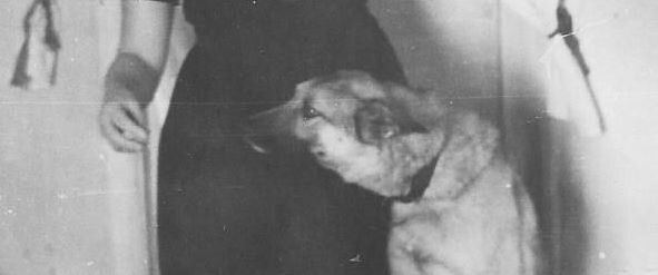 Наш Тарзан.