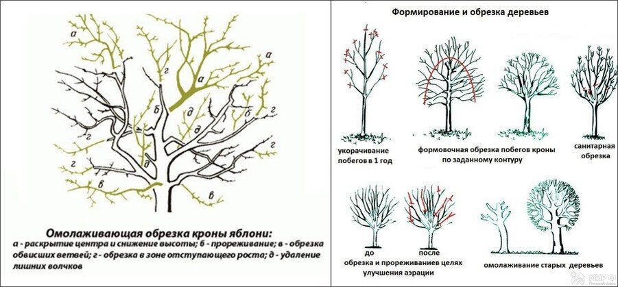 Формирование кроны. Схема обрезки старых яблонь на омоложение. Омолаживающая обрезка яблони схема. Яблоня обрезка и формирование кроны. Обрезка шелковицы весной схема.