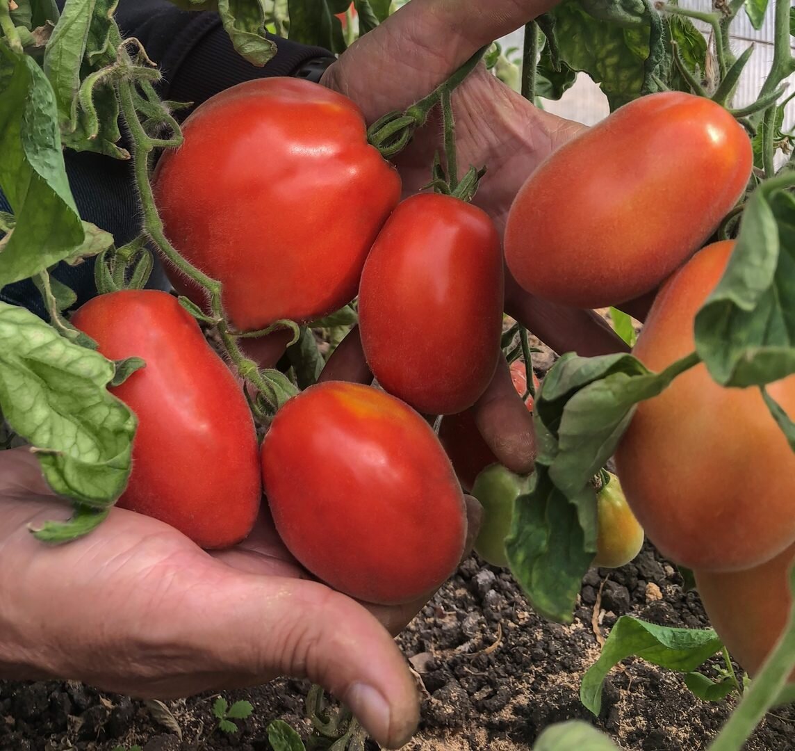 Sunrise bumblebee томат. томат шмель характеристика и описание. мохнатый шмель сорт помидоров. томат могучее вымя семена алтая. томат шмель характеристика и описание.