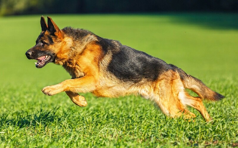 Немецкая овчарка: все о породе - стандарты, особенности содержания, здоровье и уход