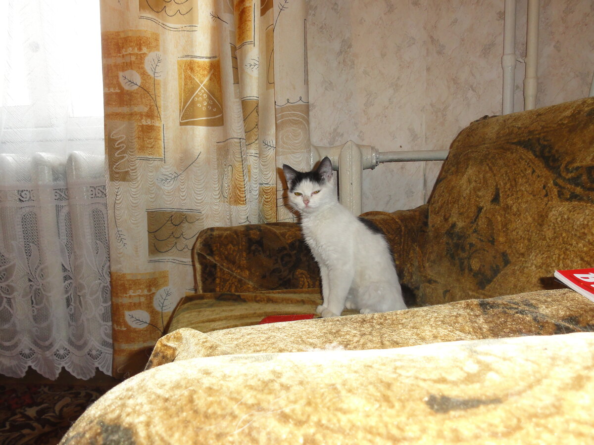Лота: "Нежность дороже золота. Это я ещё котёнком поняла!"