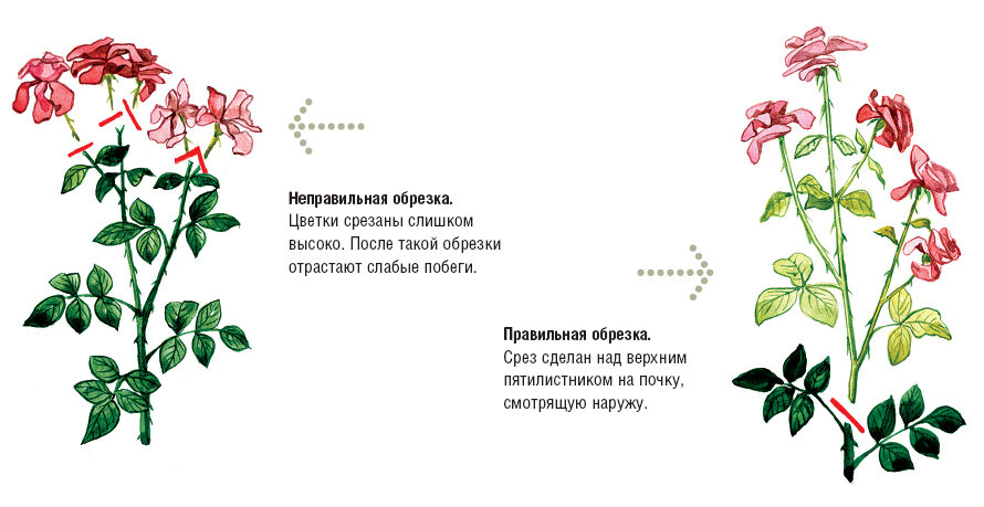 Мнения розоводов на счет глубины обрезки разделились.