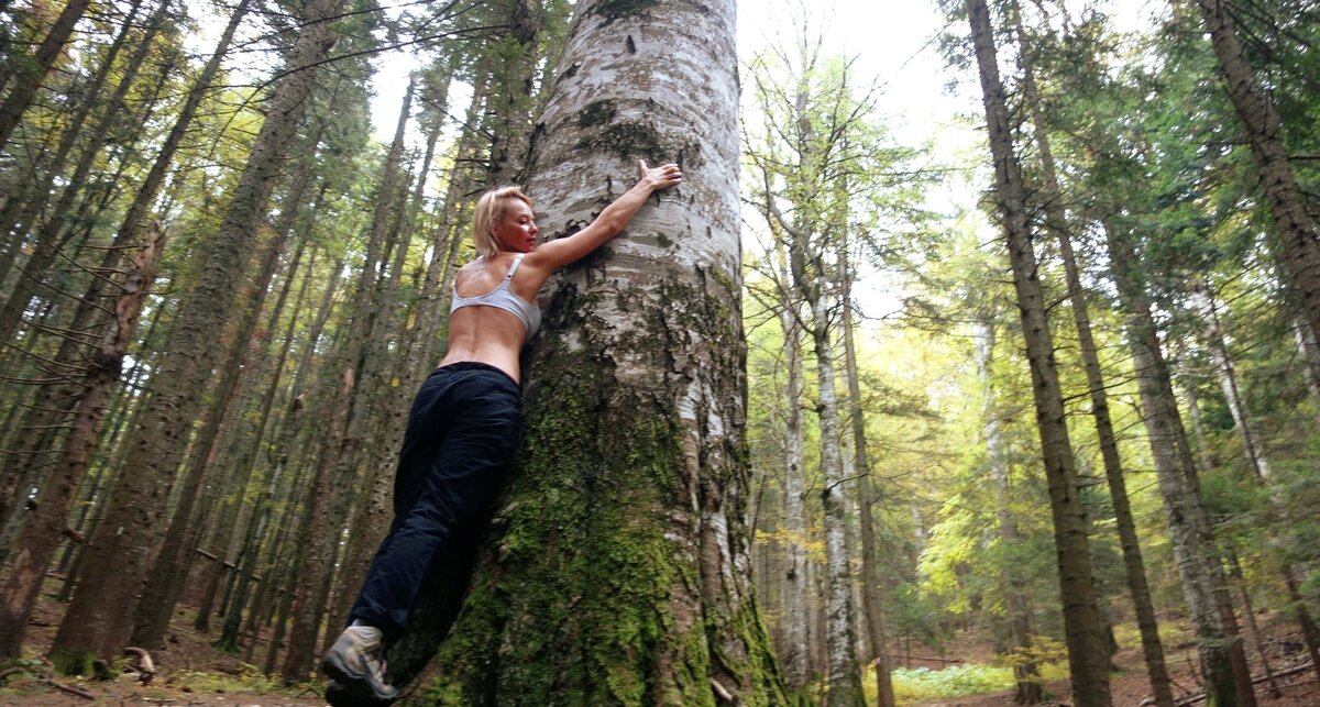толстые березы поразили нас