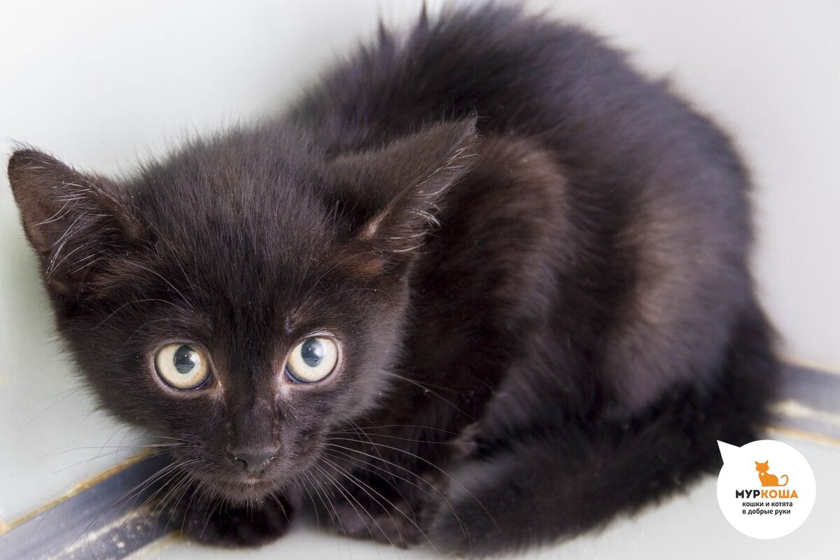 Кузя, возраст котенка - 2 месяца.