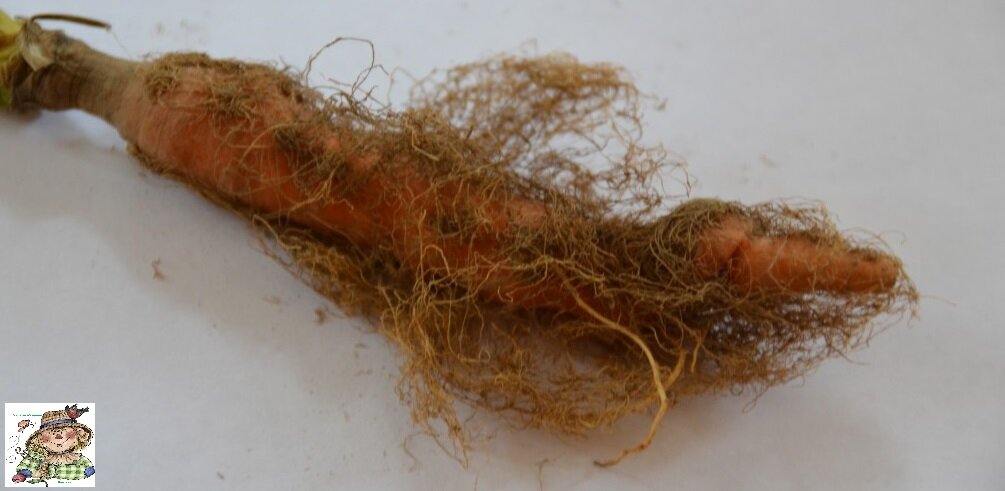 Почему морковь волосистая и что делать?