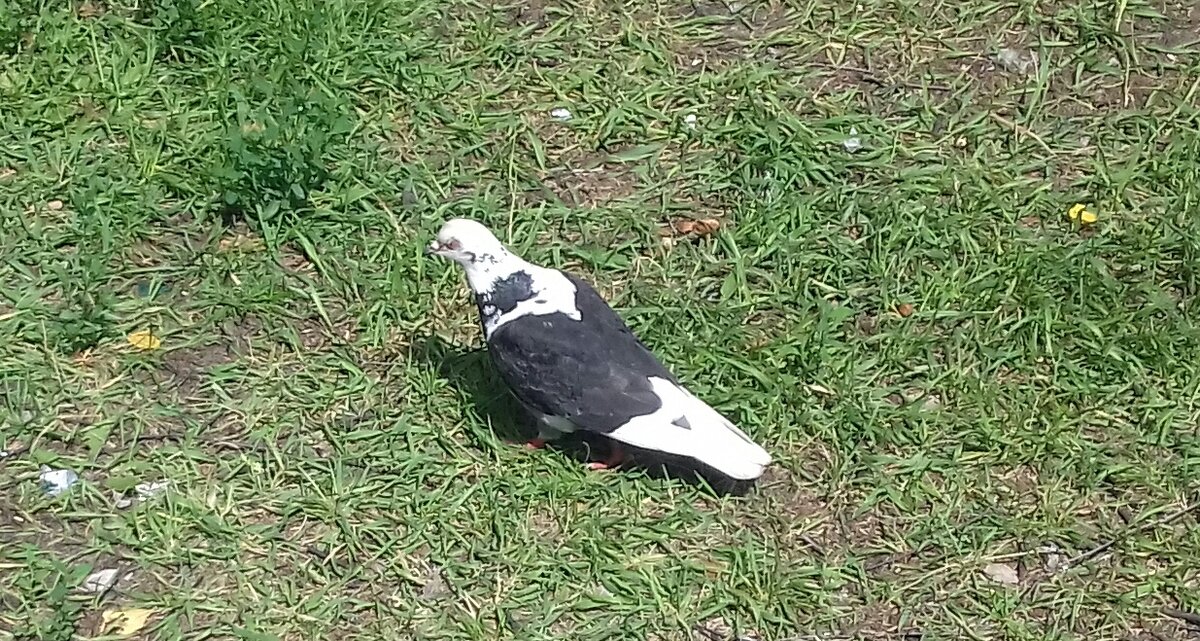 Голубь меняет окрас