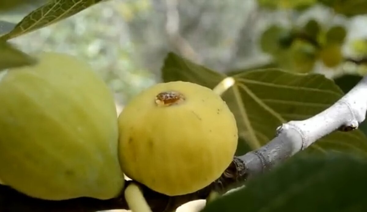 Что растет у итальянцев на даче, в саду и огороде