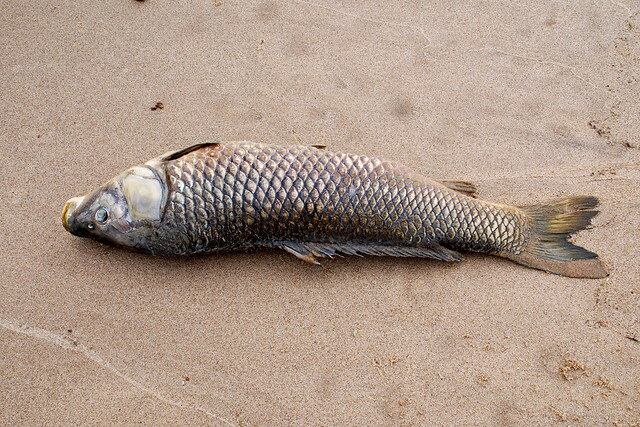 Nicole de Beaufort/https://www.flickr.com